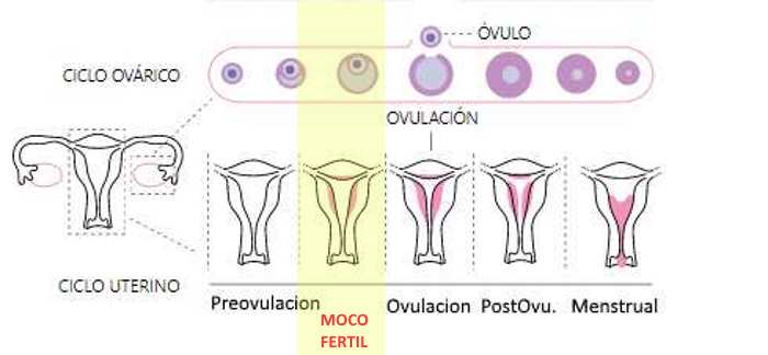 Ciclo menstrual indicando la fase con moco cervical fertil